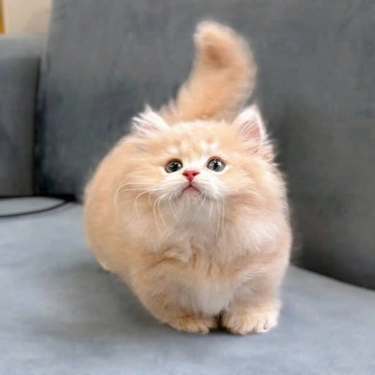 Munchkin Longhair