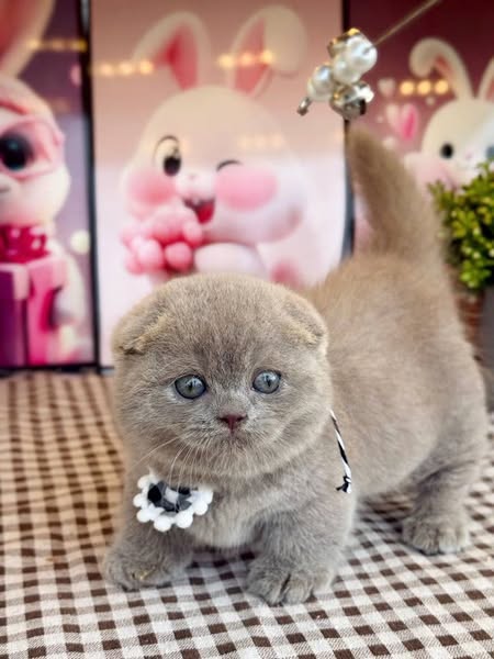 Munchkin