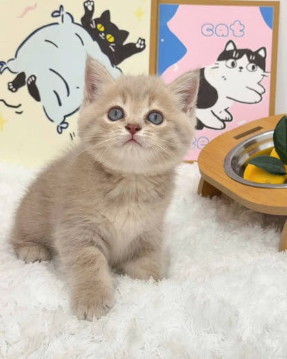 British Shorthair