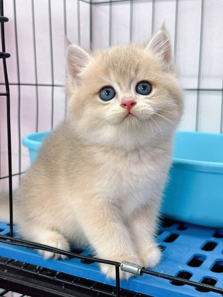 British Shorthair