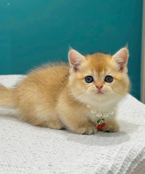 Munchkin