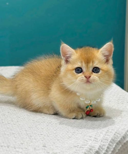 Munchkin