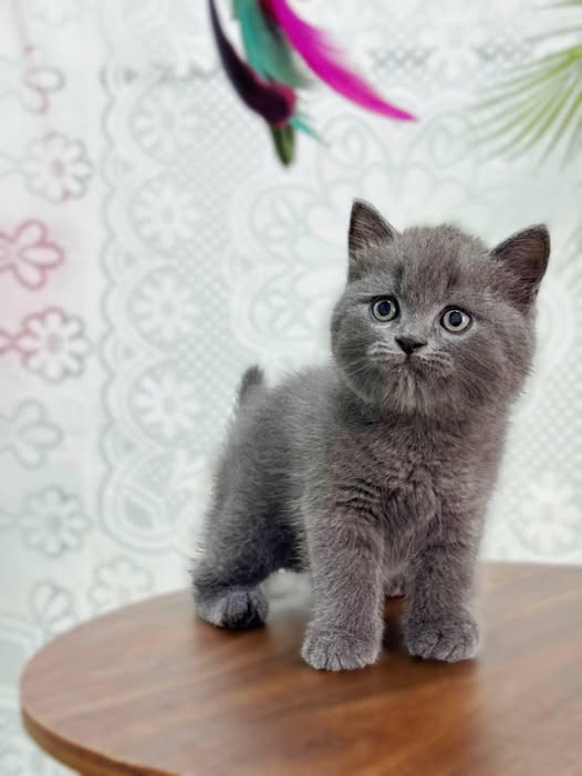British Shorthair