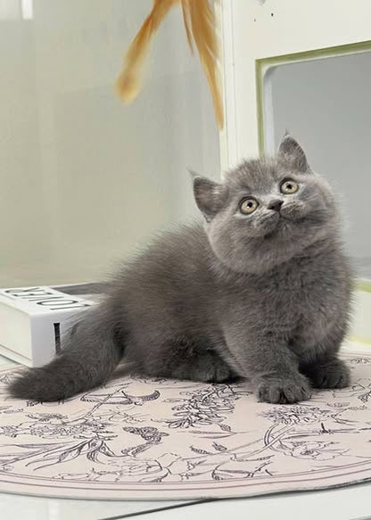 Munchkin