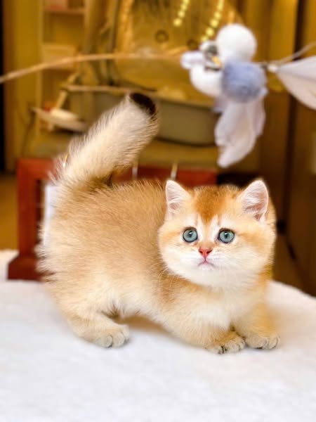 Munchkin