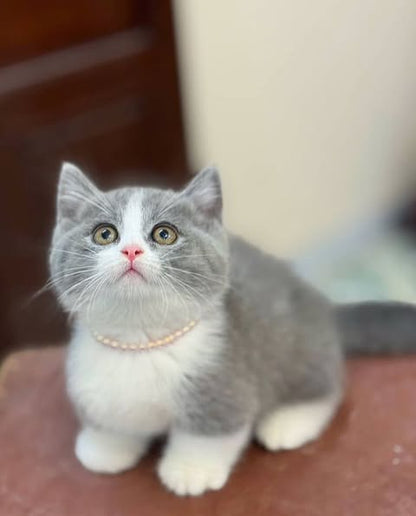 Munchkin