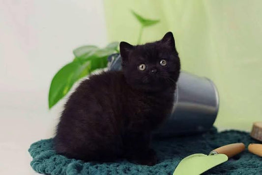 British Shorthair