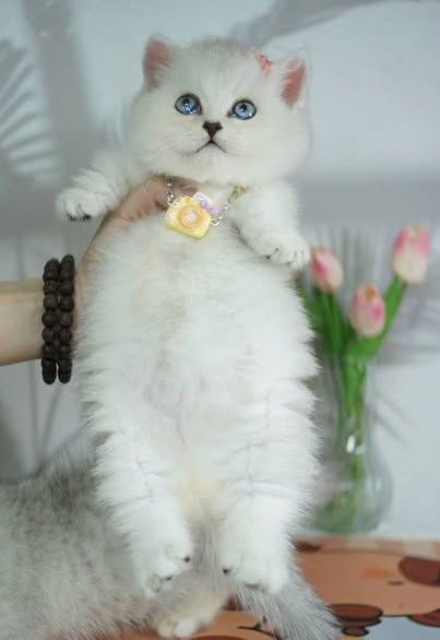 Munchkin