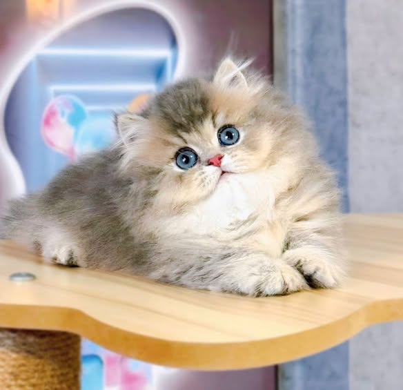 Munchkin Longhair