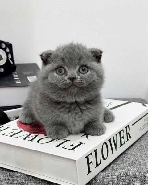 Munchkin Fold