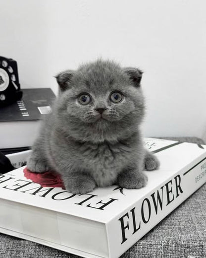 Munchkin Fold