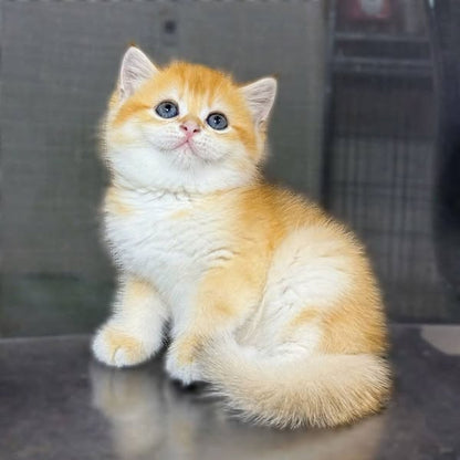 Munchkin