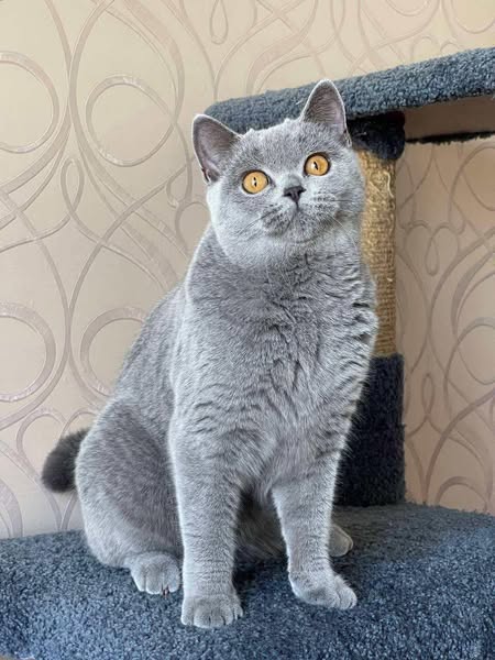 British Shorthair