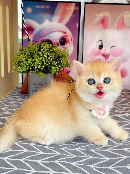 British Shorthair