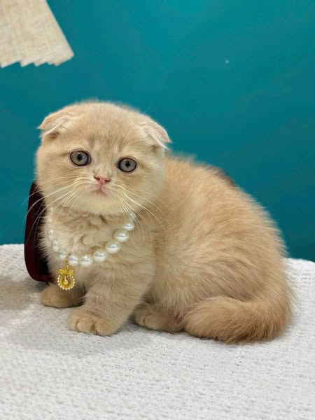 Munchkin Fold