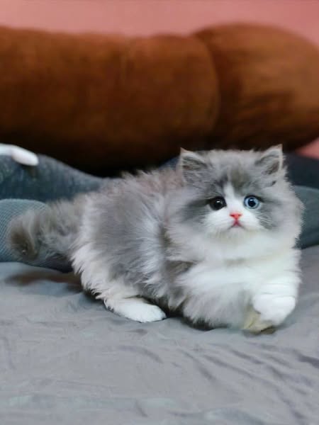 Munchkin Longhair