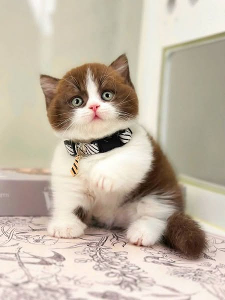 Munchkin
