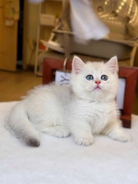 British Shorthair