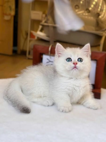 British Shorthair