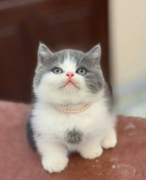 Munchkin