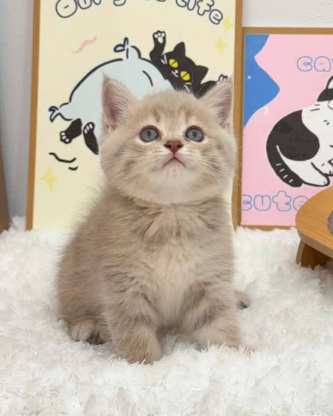 British Shorthair