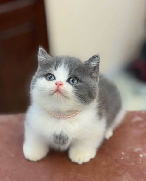 Munchkin