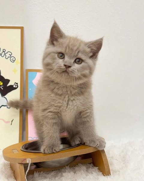British Shorthair