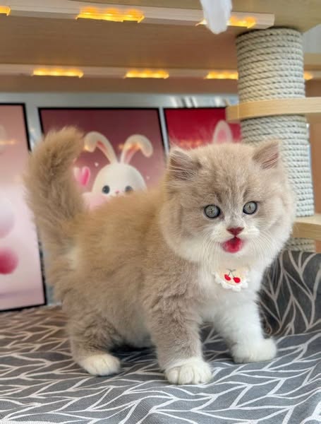 British Longhair