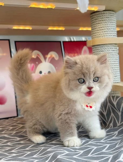 British Longhair