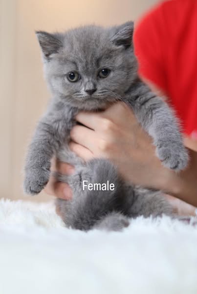 British Shorthair
