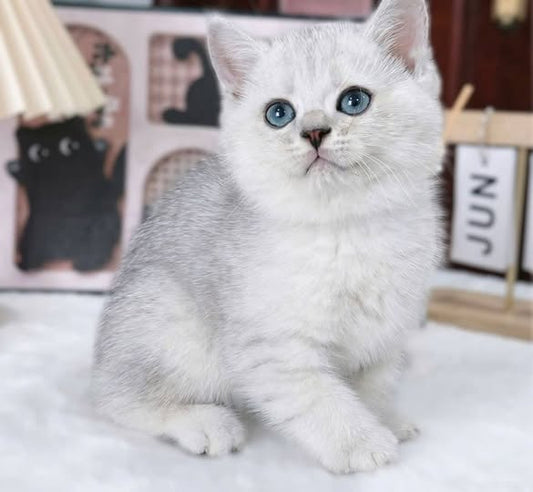 British Shorthair