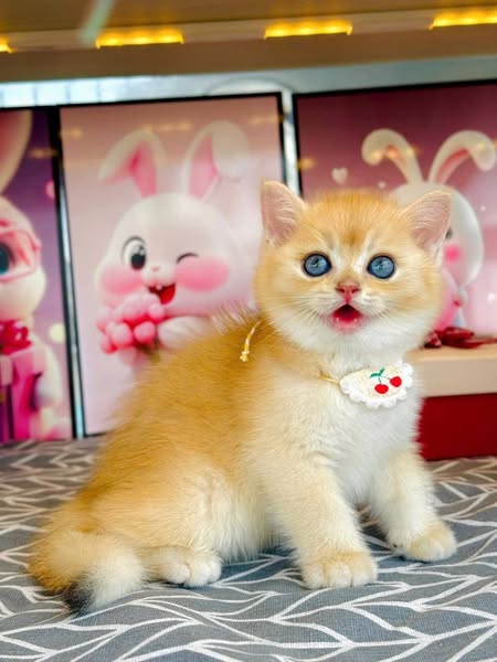 British Shorthair