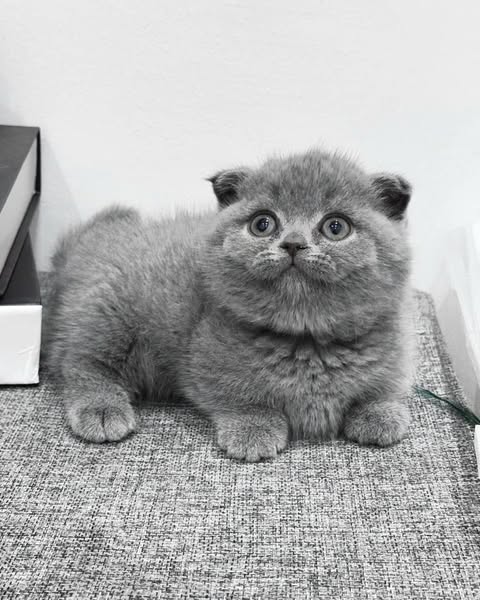 Munchkin Fold