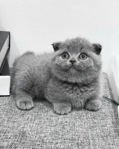 Munchkin Fold