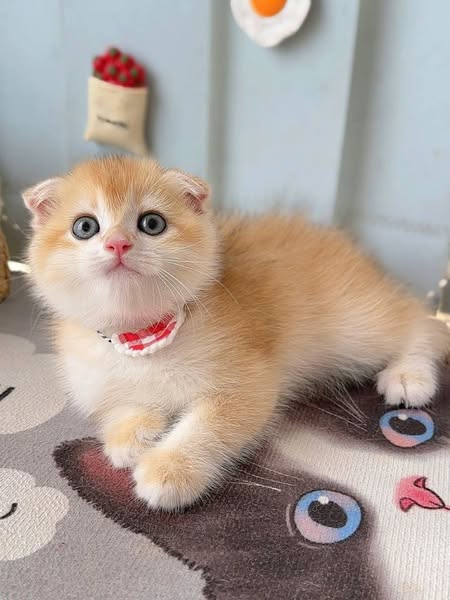 Scottish Fold