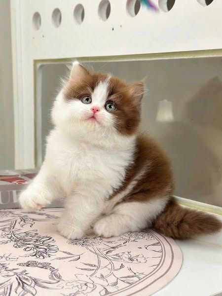 British Longhair