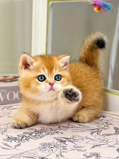 Munchkin