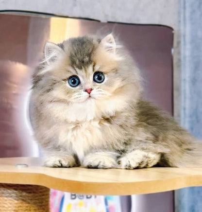 Munchkin Longhair