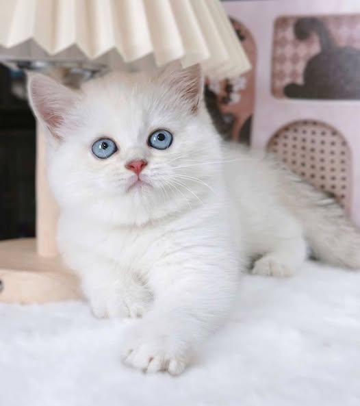 British Shorthair