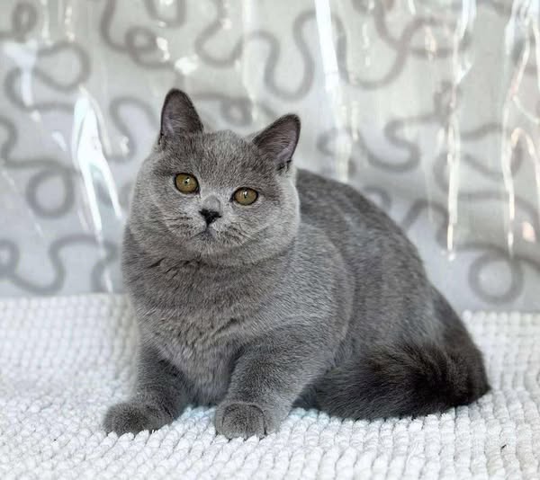British Shorthair