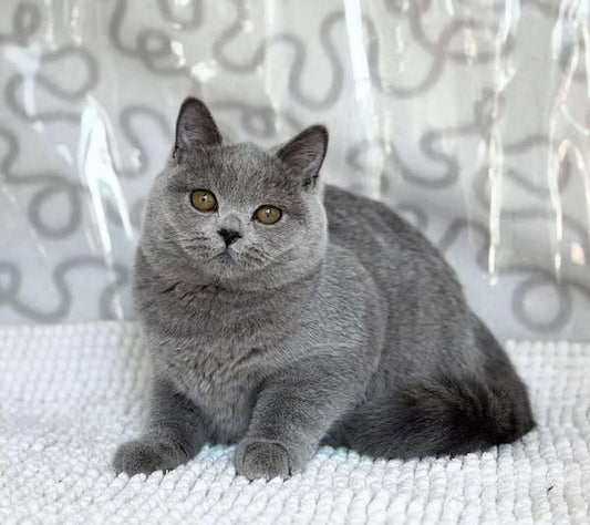 British Shorthair