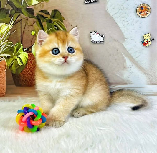 British Shorthair