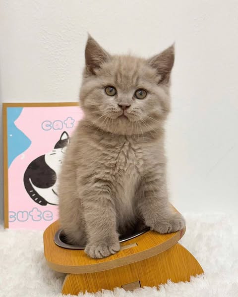 British Shorthair