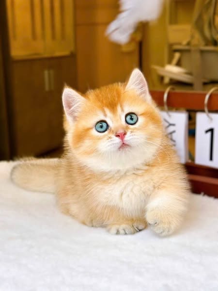 Munchkin