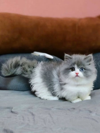 Munchkin Longhair