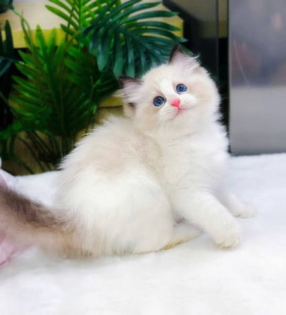 Ragdoll