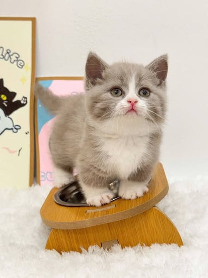 Munchkin