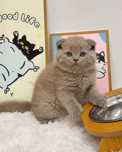 Scottish Fold