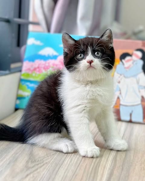 British Shorthair