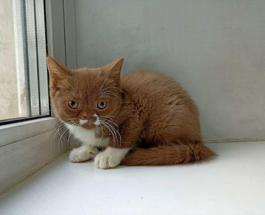 British Shorthair